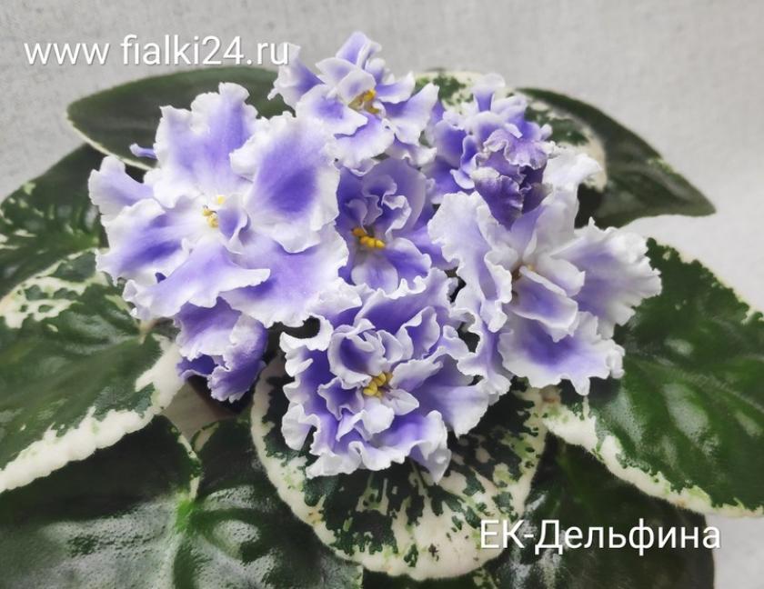 Фиалка ЕК-Дельфина 3
