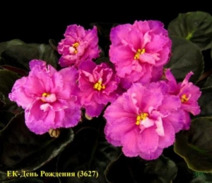 Фиалка ЕК-День Рождения