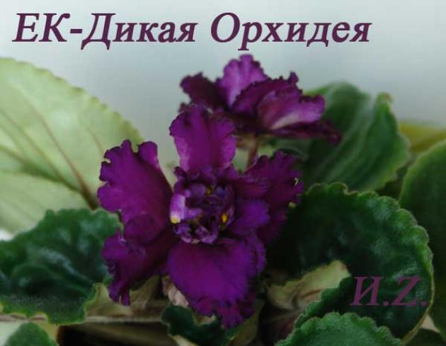 Фиалка ЕК-Дикая Орхидея 6