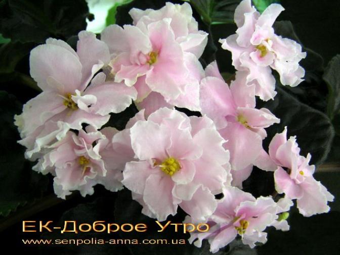 Фиалка ЕК-Доброе утро 2