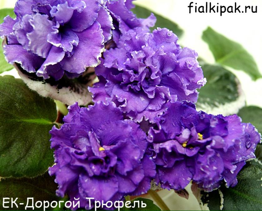 Фиалка ЕК-Дорогой Трюфель 2