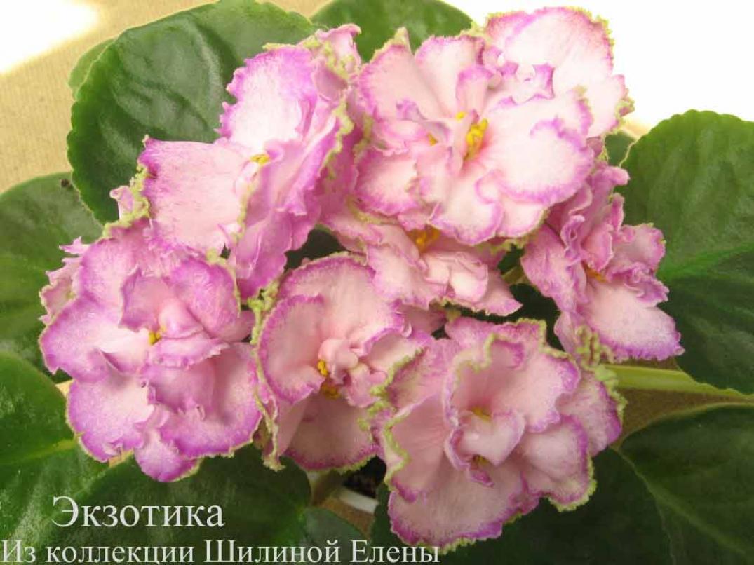 Фиалка ЕК-Экзотика 3