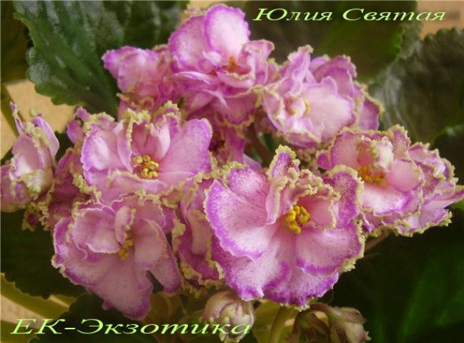 Фиалка ЕК-Экзотика 4