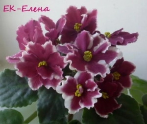 Фиалка ЕК-Елена