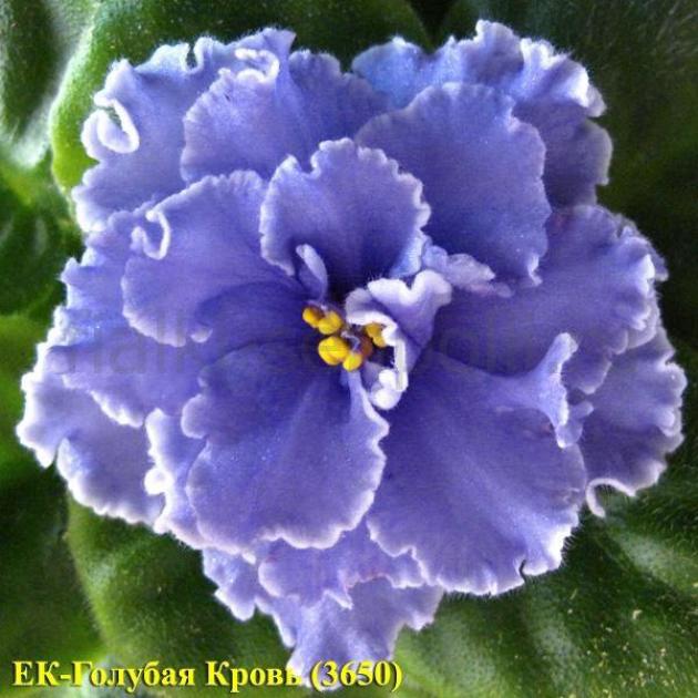 Фиалка ЕК-Голубая кровь 6