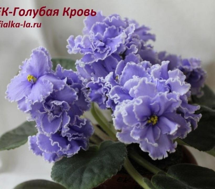 Фиалка ЕК-Голубая кровь