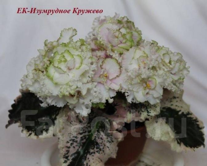 Фиалка ЕК-Изумрудное Кружево 2