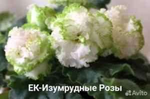 Фиалка ЕК-Изумрудные розы