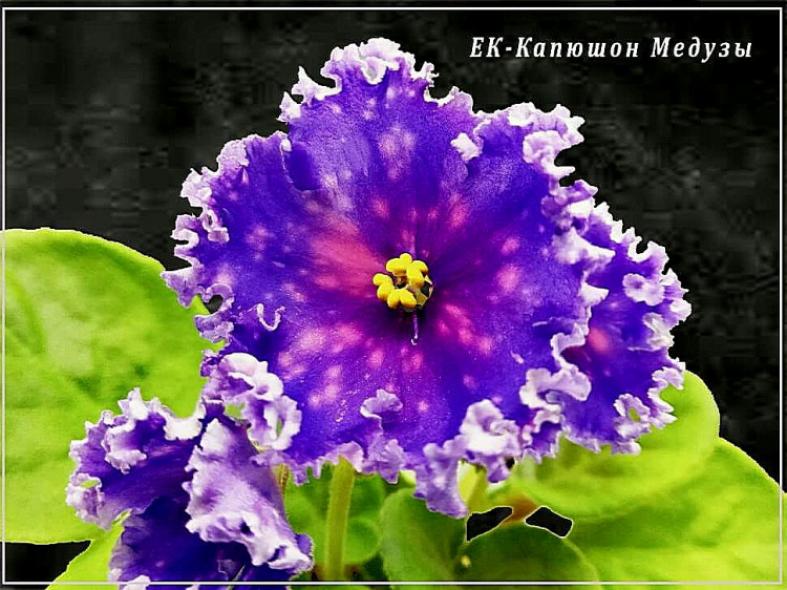 Фиалка ЕК-Капюшон Медузы 2