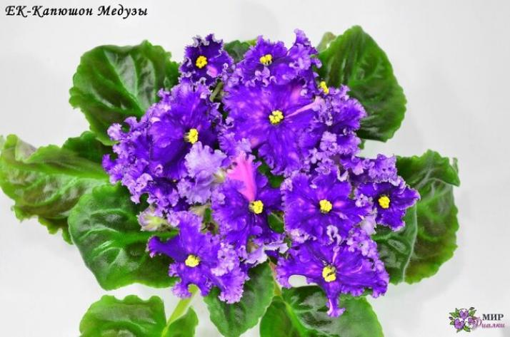 Фиалка ЕК-Капюшон Медузы 3