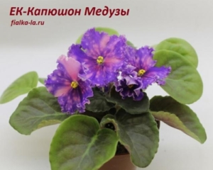 Фиалка ЕК-Капюшон Медузы