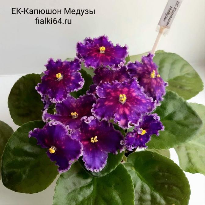 Фиалка ЕК-Капюшон Медузы 5