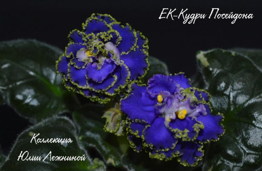 Фиалка ЕК-Кудри Посейдона 4