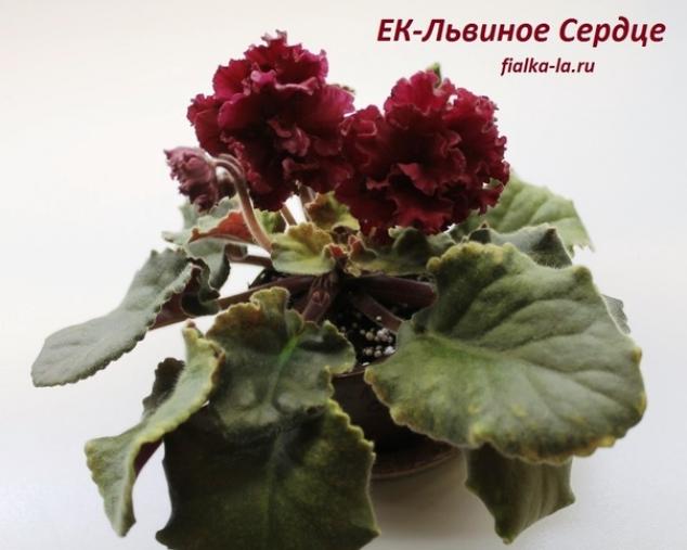 Фиалка ЕК-Львиное Сердце 3