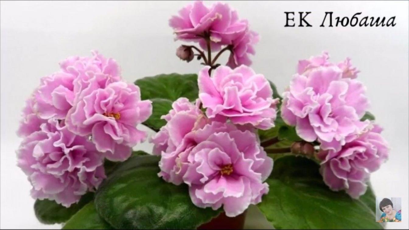 Фиалка ЕК-Любаша 4