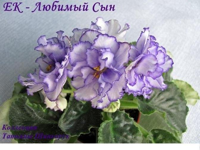 Фиалка ЕК-Любимый Сын 2