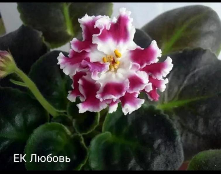 Фиалка ЕК-Любовь 6