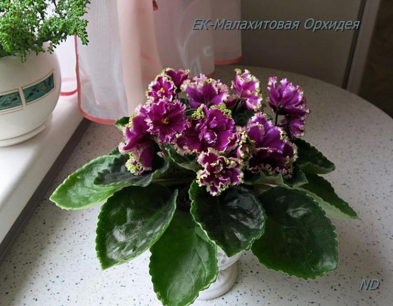 Фиалка ЕК-Малахитовая Орхидея 4