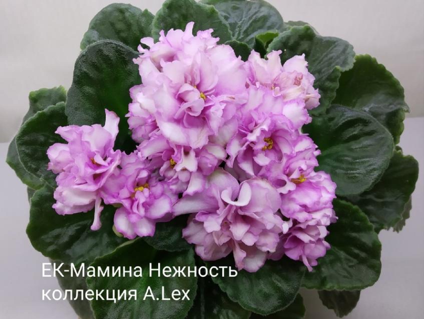 Фиалка ЕК-Мамина Нежность 4