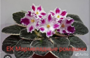 Фиалка ЕК-Мармеладные Ромашки