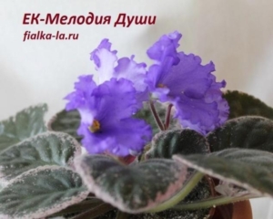 Фиалка ЕК-Мелодия Души