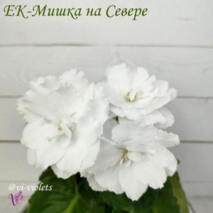 Фиалка ЕК-Мишка на Севере