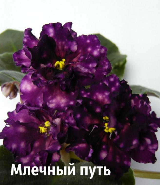 Фиалка ЕК-Млечный Путь 2