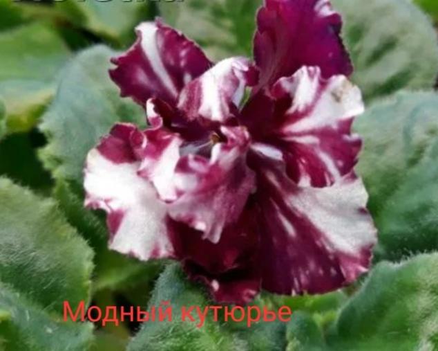Фиалка ЕК-Модный Кутюрье 3