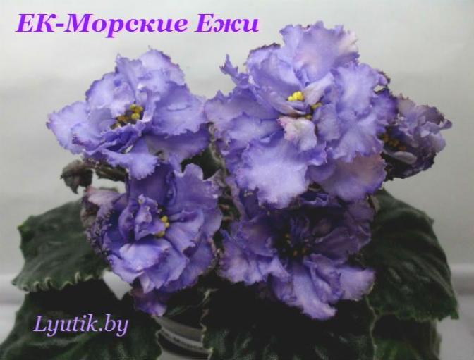 Фиалка ЕК-Морские ежи 3