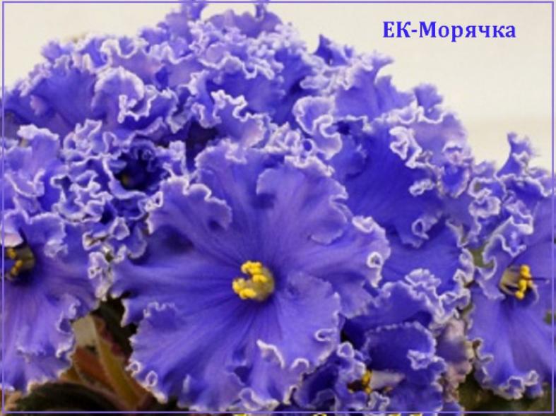 Фиалка ЕК- Морячка 2