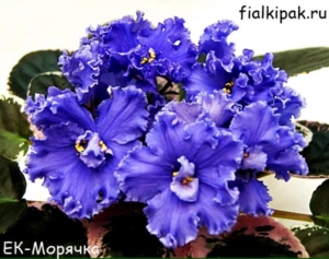 Фиалка ЕК- Морячка