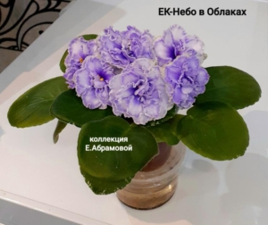 Фиалка ЕК-Небо в Облаках