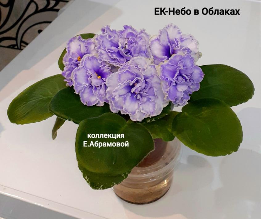 Фиалка ЕК-Небо в Облаках