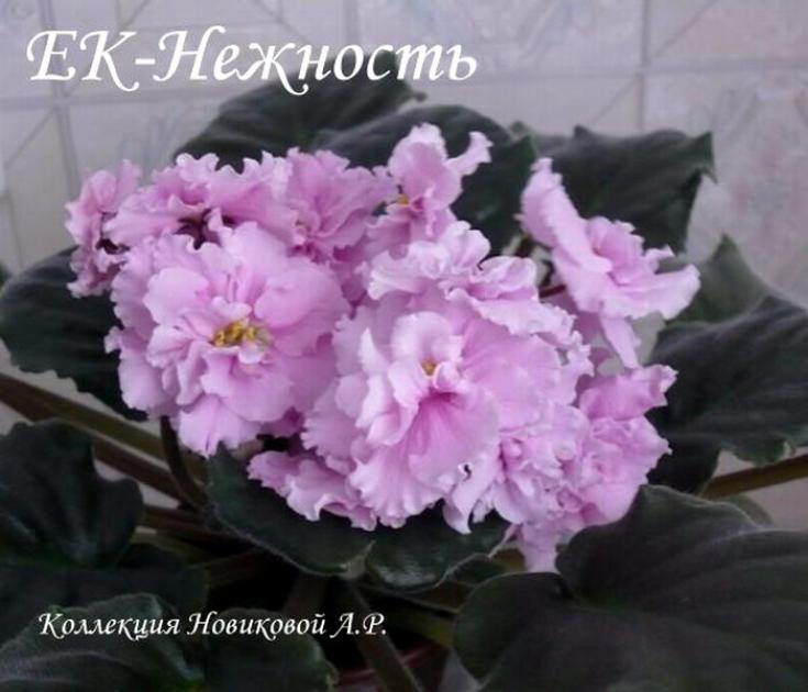 Фиалка ЕК-Нежность 2
