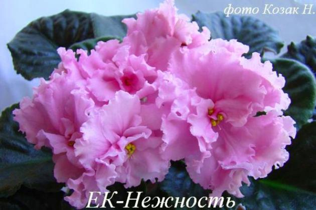Фиалка ЕК-Нежность 4