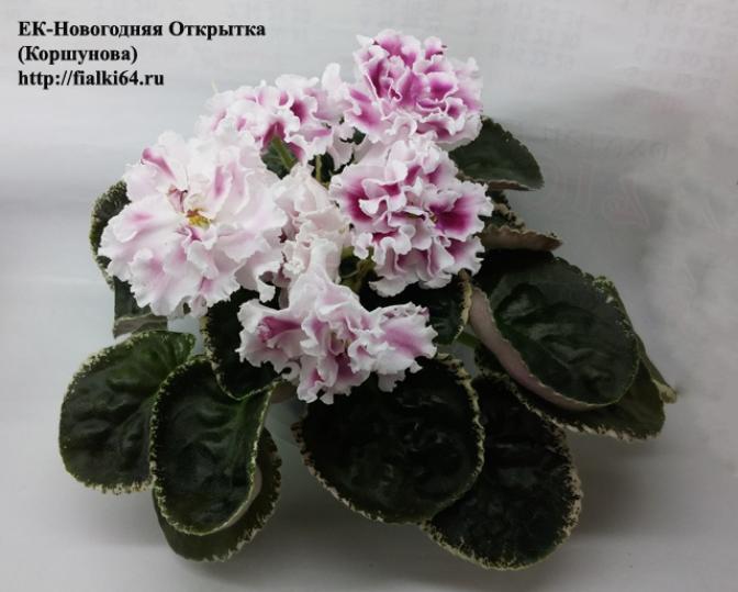 Фиалка ЕК-Новогодняя открытка 4