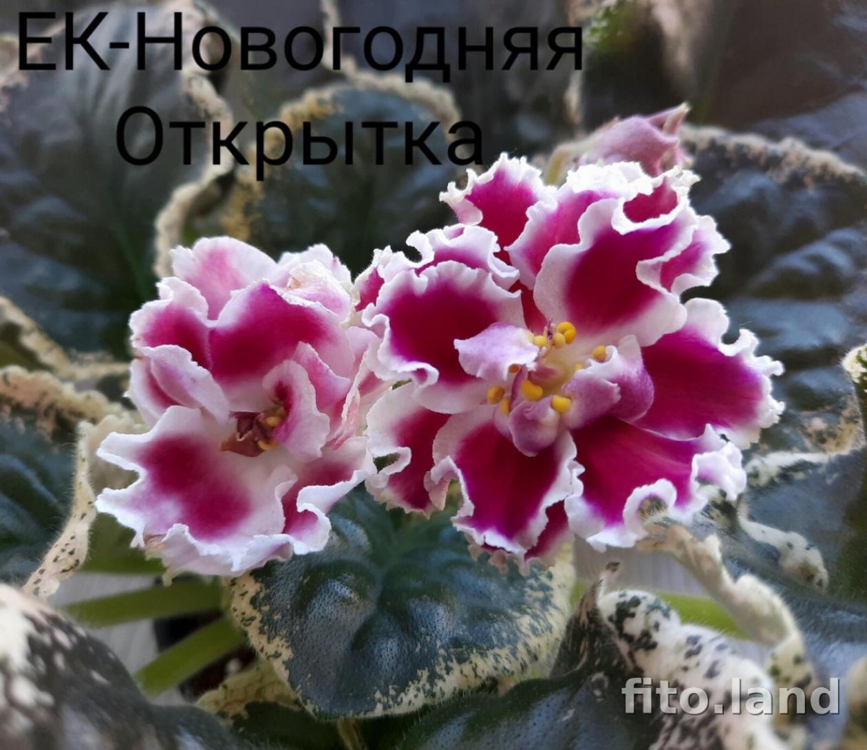 Фиалка ЕК-Новогодняя открытка 2