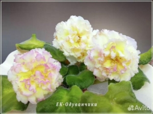 Фиалка ЕК-Одуванчики