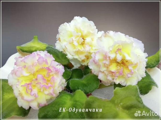 Фиалка ЕК-Одуванчики