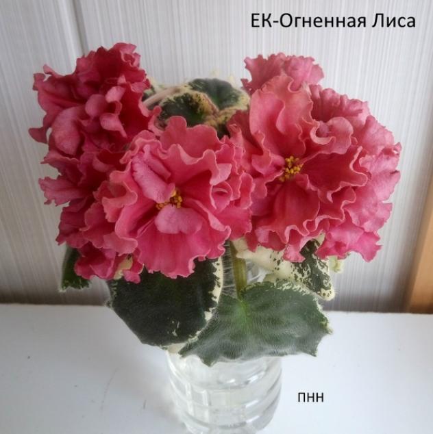 Фиалка ЕК-Огненная Лиса 3
