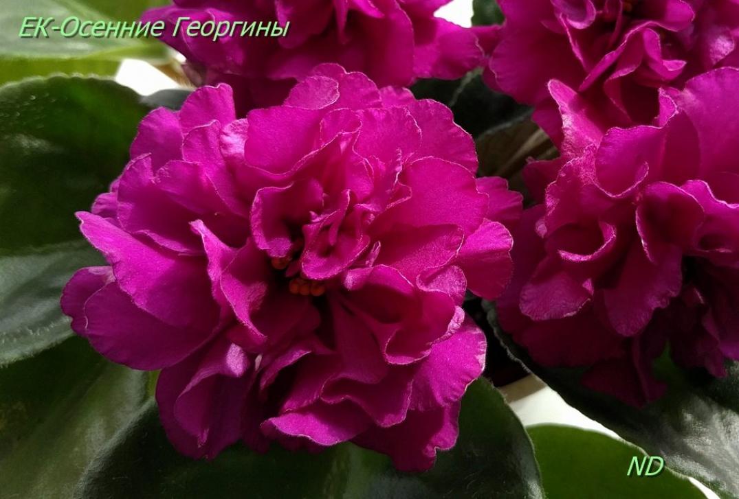 Фиалка ЕК-Осенние Георгины 5