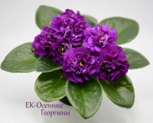Фиалка ЕК-Осенние Георгины