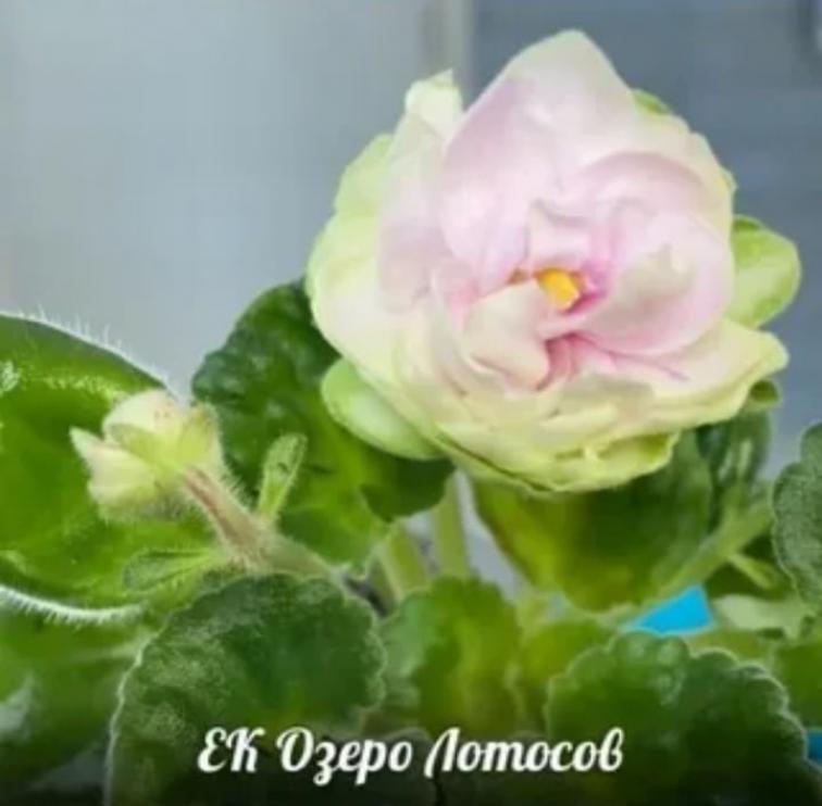 Фиалка ЕК-Озеро Лотосов 3
