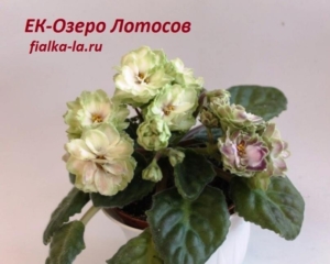 Фиалка ЕК-Озеро Лотосов