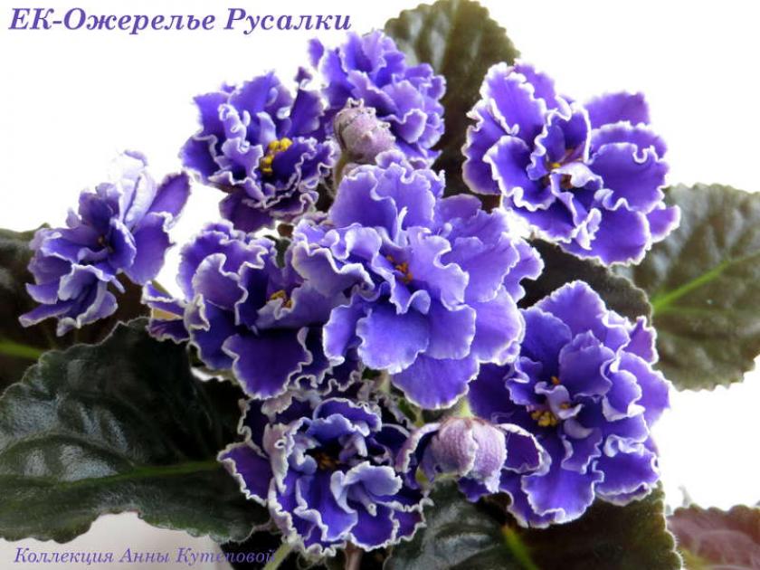 Фиалка ЕК-Ожерелье Русалки 2