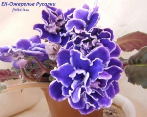 Фиалка ЕК-Ожерелье Русалки