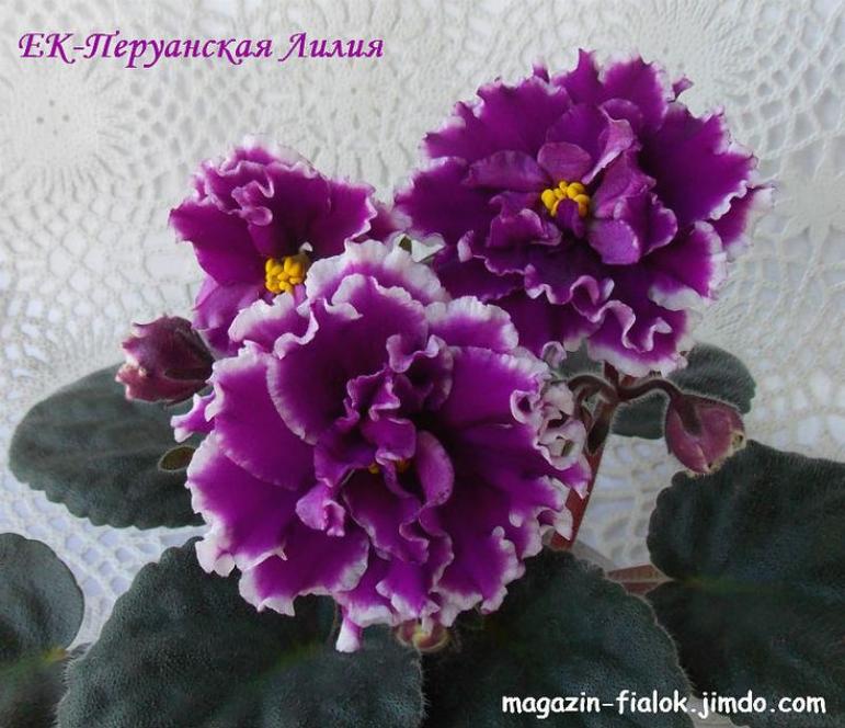 Фиалка ЕК-Перуанская лилия 5