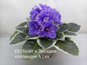 Фиалка ЕК-Полет к Звездам