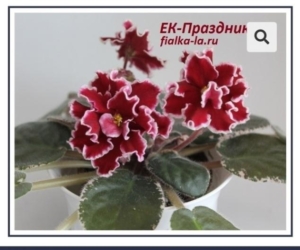 Фиалка ЕК-Праздник