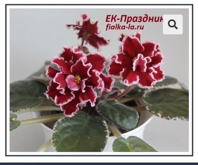 Фиалка ЕК-Праздник